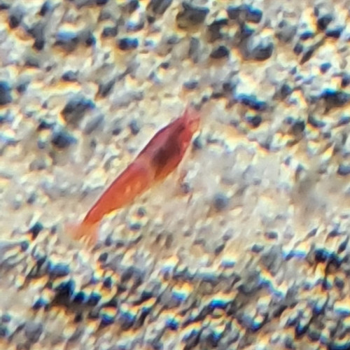 Opae ula, Halocaridina Rubra, crevette de Hawaï