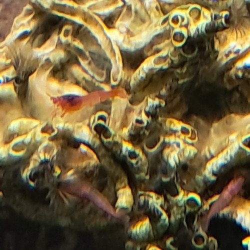 Opae ula, Halocaridina Rubra, crevette de Hawaï