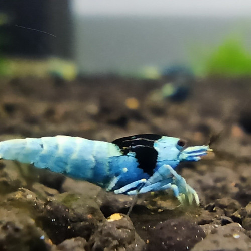 Shadow/mosura blue medium