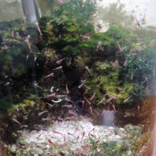 Opae ula, Halocaridina Rubra, crevette de Hawaï