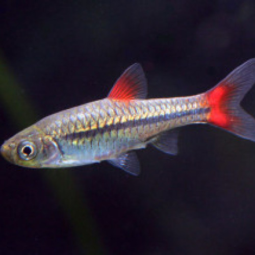 Rasbora rubrodorsalis