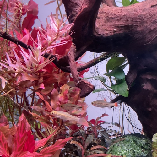 Rasbora rubrodorsalis