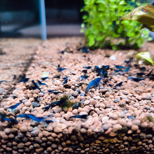 Crevettes neocaridina bleu velvet