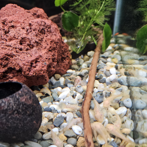 Vends Ancistrus Gold (dolichopterus