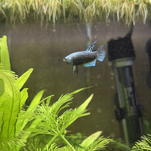 Betta alien cooper