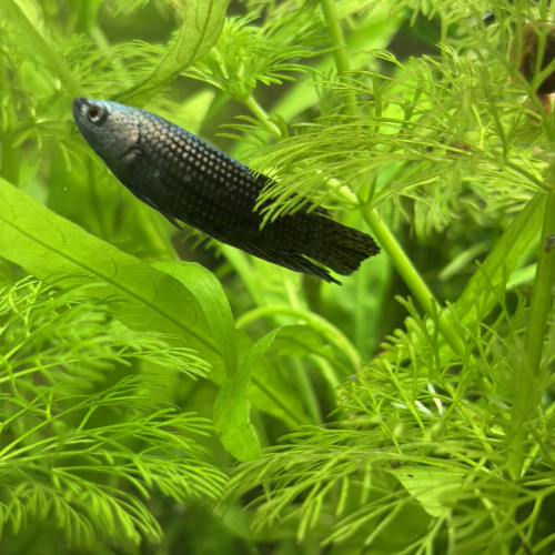 Betta alien cooper