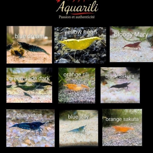 Plusieurs variétés néocaridina
