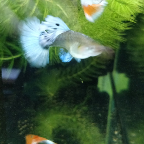 Guppys sélection dumbo Santa Claus