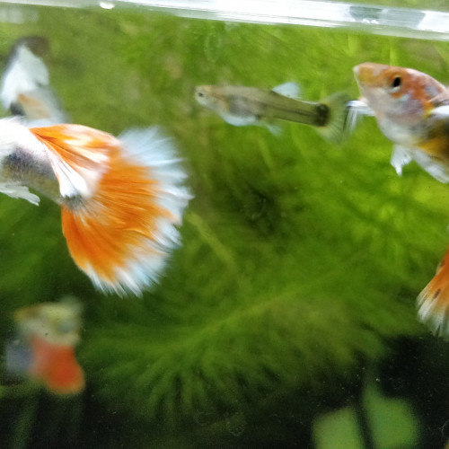 Guppys sélection dumbo Santa Claus