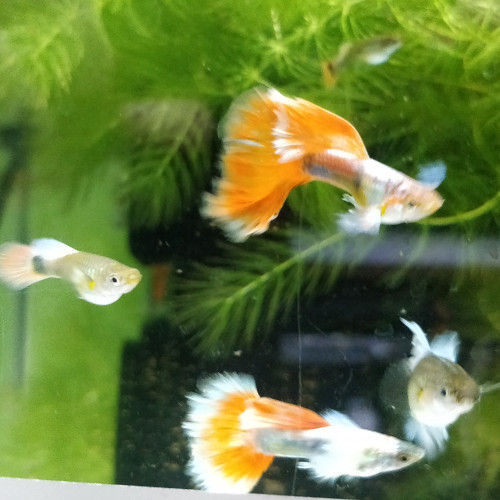 Guppys sélection dumbo Santa Claus