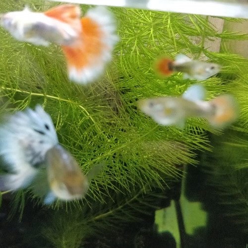 Guppys sélection dumbo Santa Claus