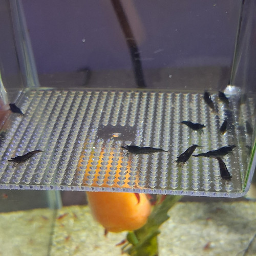 Crevette neocaridina black sakura