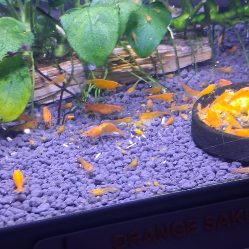 Crevette neocaridina orange fire