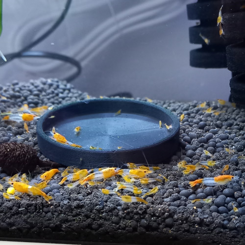 Crevette neocaridina rili orange