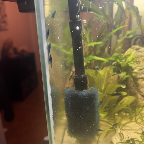 Neocaridina blue velvet