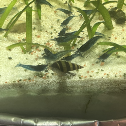 ? Vends escargots Anentome helena (escargots tueurs)