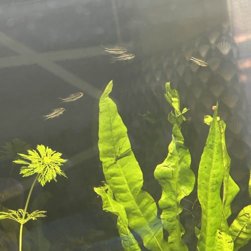 Échange / Achat – Corydoras pygmaeus (x8) & Tétras amande (x10) – Groupe uniquement