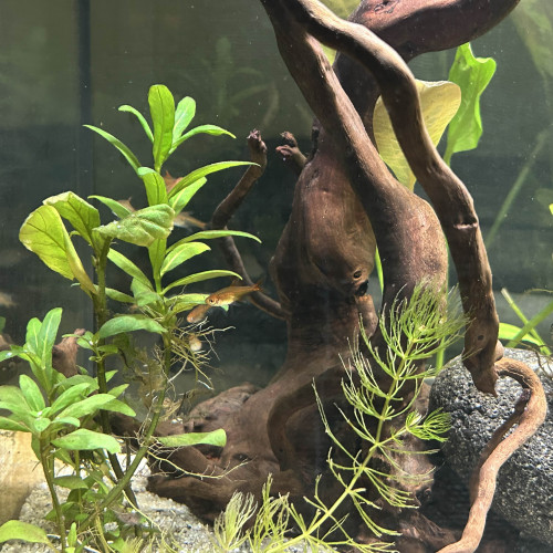 Échange / Achat – Corydoras pygmaeus (x8) & Tétras amande (x10) – Groupe uniquement