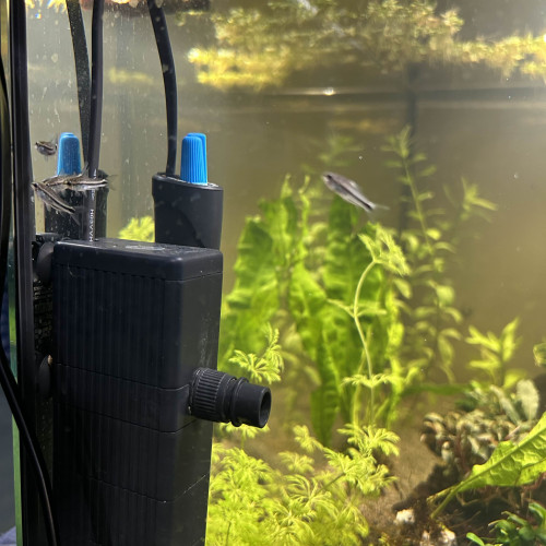 Échange / Achat – Corydoras pygmaeus (x8) & Tétras amande (x10) – Groupe uniquement