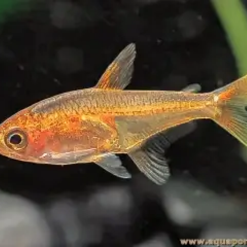 Échange / Achat – Corydoras pygmaeus (x8) & Tétras amande (x10) – Groupe uniquement