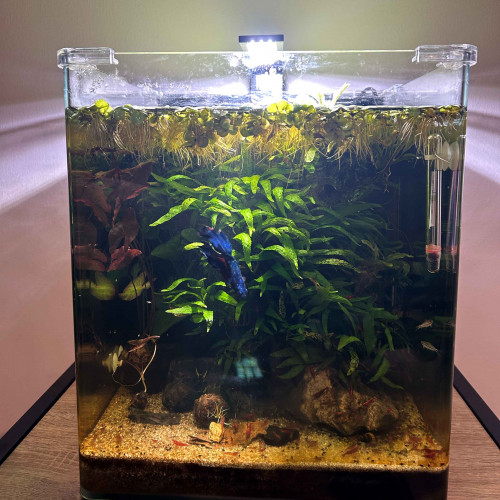 Nanocube Dennerle 30l coins arrondis