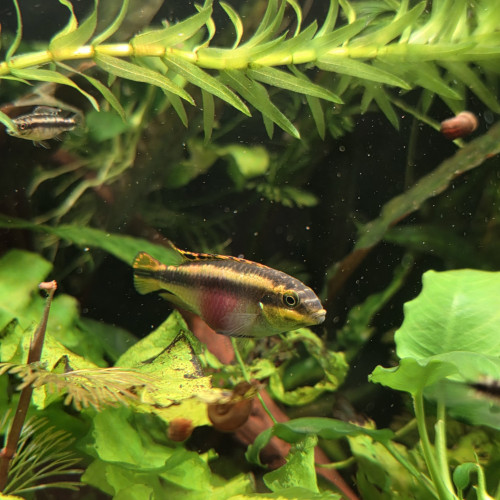 Pelvicachromis pulcher / Pelmato