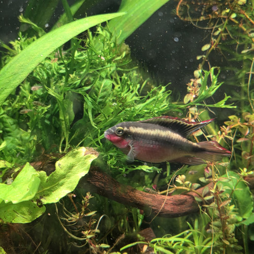 Pelvicachromis pulcher / Pelmato