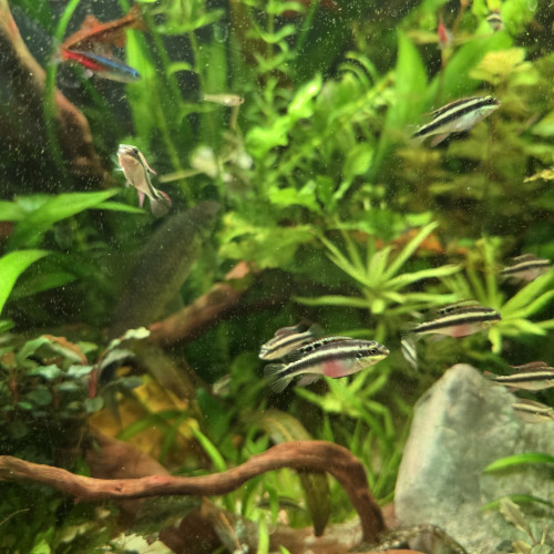 Pelvicachromis pulcher / Pelmato