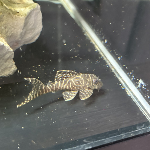 Hypancistrus l066 sp King Tiger
