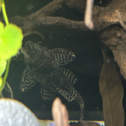 Hypancistrus l066 sp King Tiger