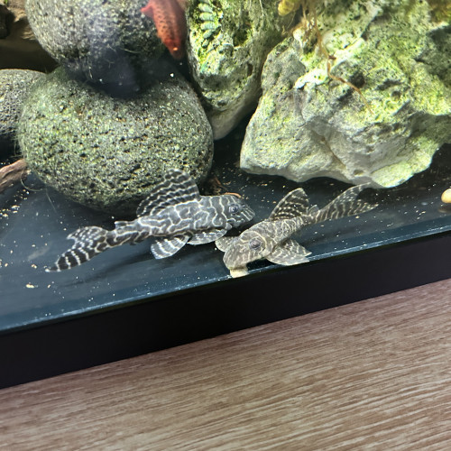 Hypancistrus l066 sp King Tiger