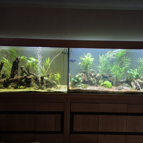 Recherche hypancistrus sp king Tiger l066