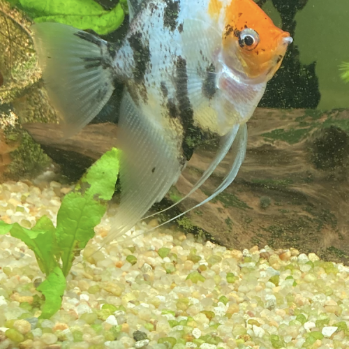 Donne scalaire mâle