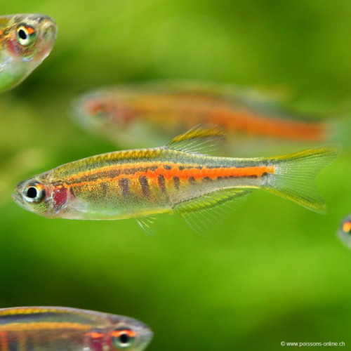 Danio choprae
