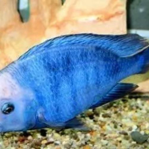 lot de Cichlides du malawi