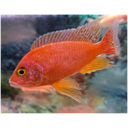 lot de Cichlides du malawi