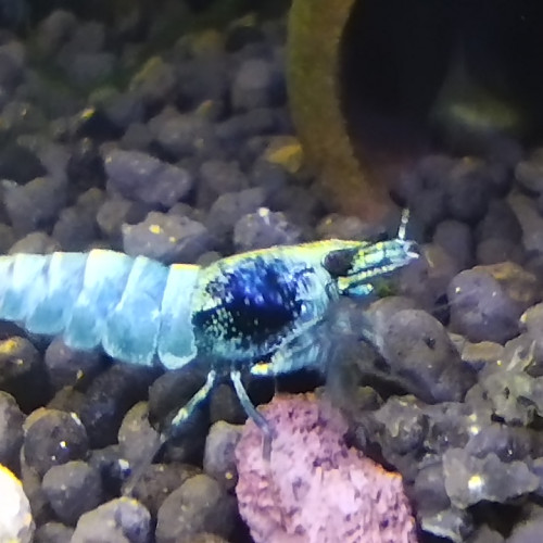 Caridina Cantonensis Blue Bolt