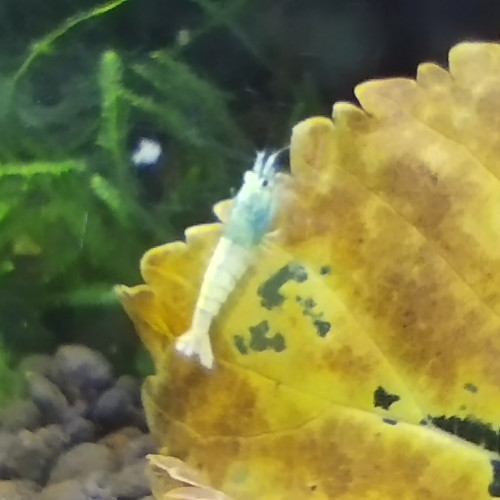 Caridina Cantonensis Blue Bolt