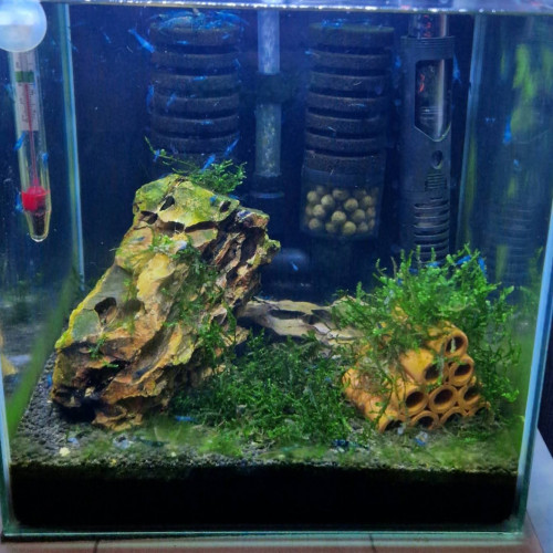 Neocaridinas davidi ( blue velvet)