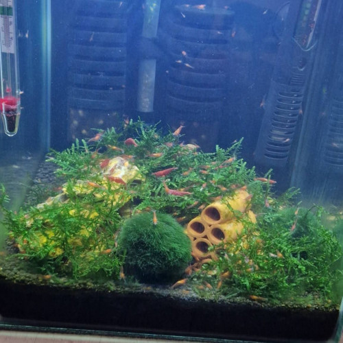 Neocaridinas davidi( red cherry)