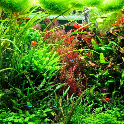 PLANTE AQUARIUM