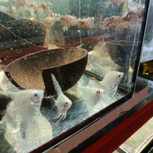 Scalaire doré corydoras paleatus albinos et schultzei