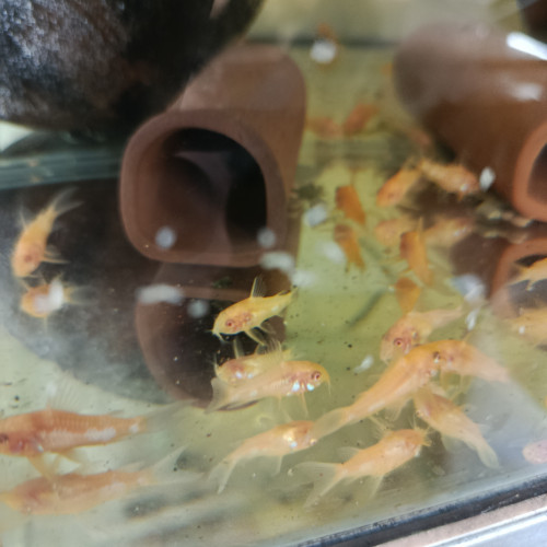 Scalaire doré corydoras paleatus albinos et schultzei