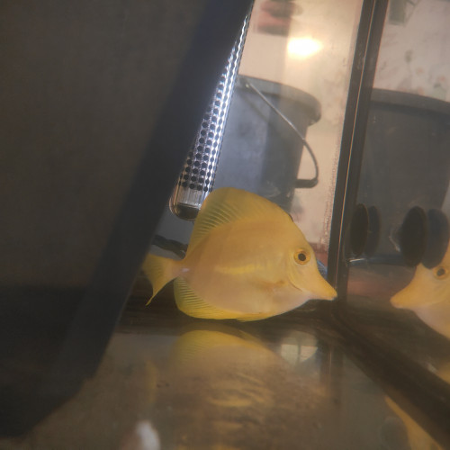 Zebrasoma flavesence