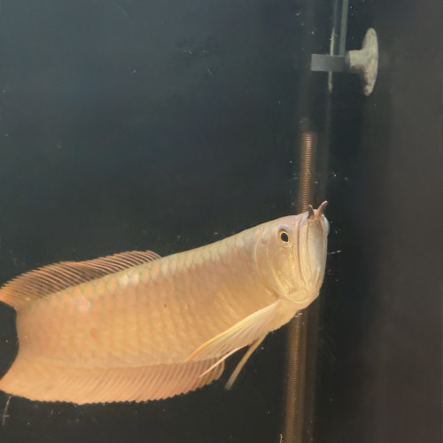 Arowana Silver