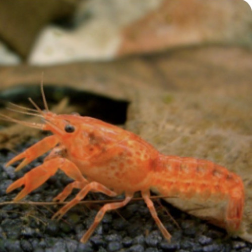 CPO (cambarellus Patzcuarensis) var. orange