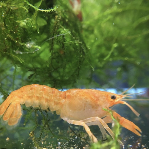 CPO (cambarellus Patzcuarensis) var. orange