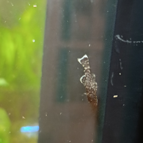 Donne Ancistrus juvéniles et un couple adulte