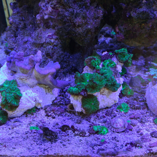 vend coraux et boutures