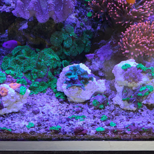 vend coraux et boutures